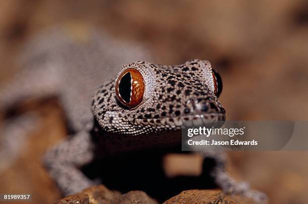 healesville sanctuary, victoria, australia. - australian gecko stock pictures, royalty-free photos & images
