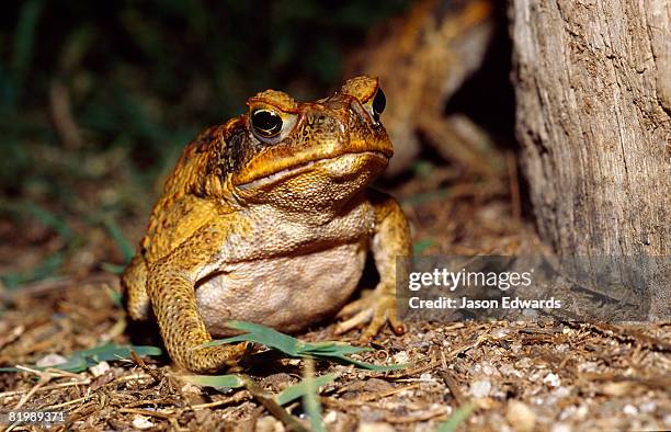 mt molloy, queensland, australia. - toad stock pictures, royalty-free photos & images