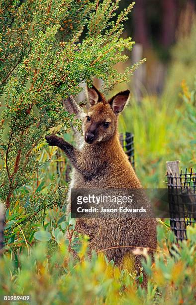 lake saint clair national park, tasmania, australia. - wallaby foto e immagini stock
