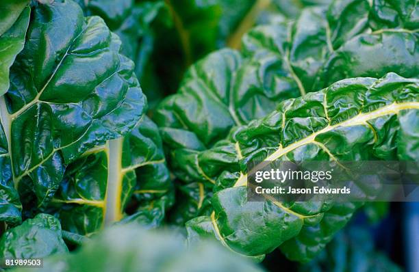 hawthorn, victoria, australia. - chard stock pictures, royalty-free photos & images