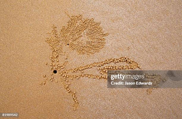 mission beach, queensland, australia. - mission beach queensland stock pictures, royalty-free photos & images