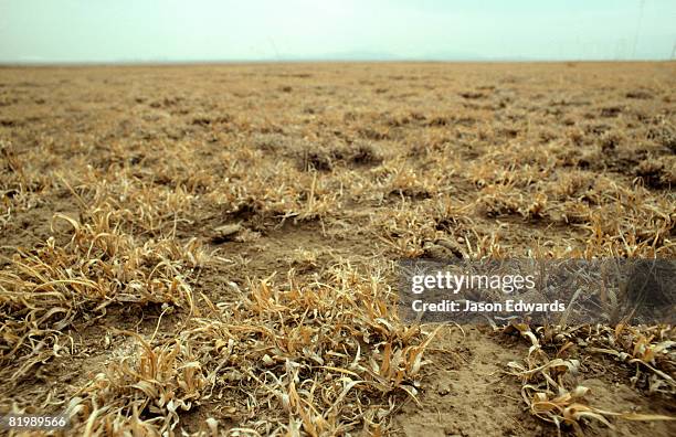 serengeti national park, tanzania. - serengeti national stock pictures, royalty-free photos & images
