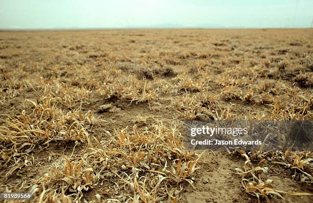 serengeti national park, tanzania. - dead plant stock pictures, royalty-free photos & images