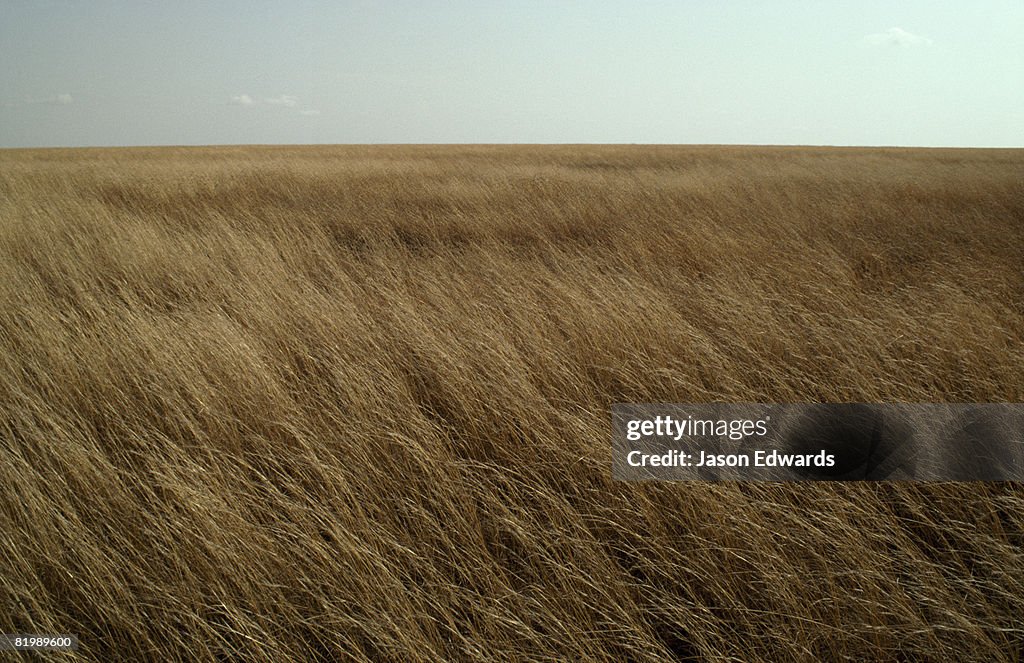 Serengeti National Park, Tanzania.