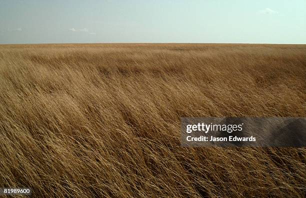 serengeti national park, tanzania. - grassland stock-fotos und bilder