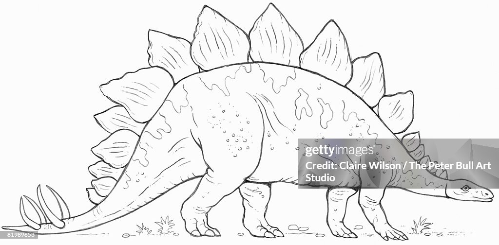 Line drawing of a Stegosaurus