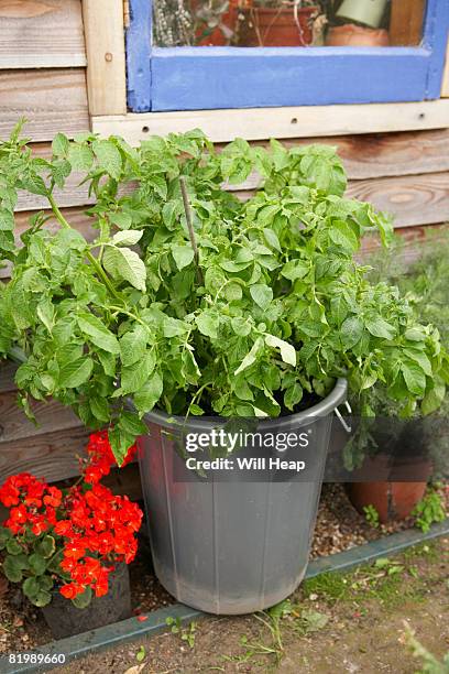 fully grown potato plant - kartoffelblüte nahaufnahme stock-fotos und bilder