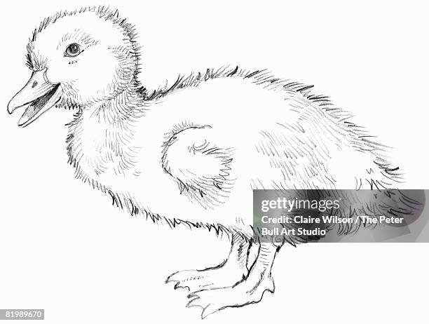 ilustraciones, imágenes clip art, dibujos animados e iconos de stock de drawing of a duckling, side view - parpar