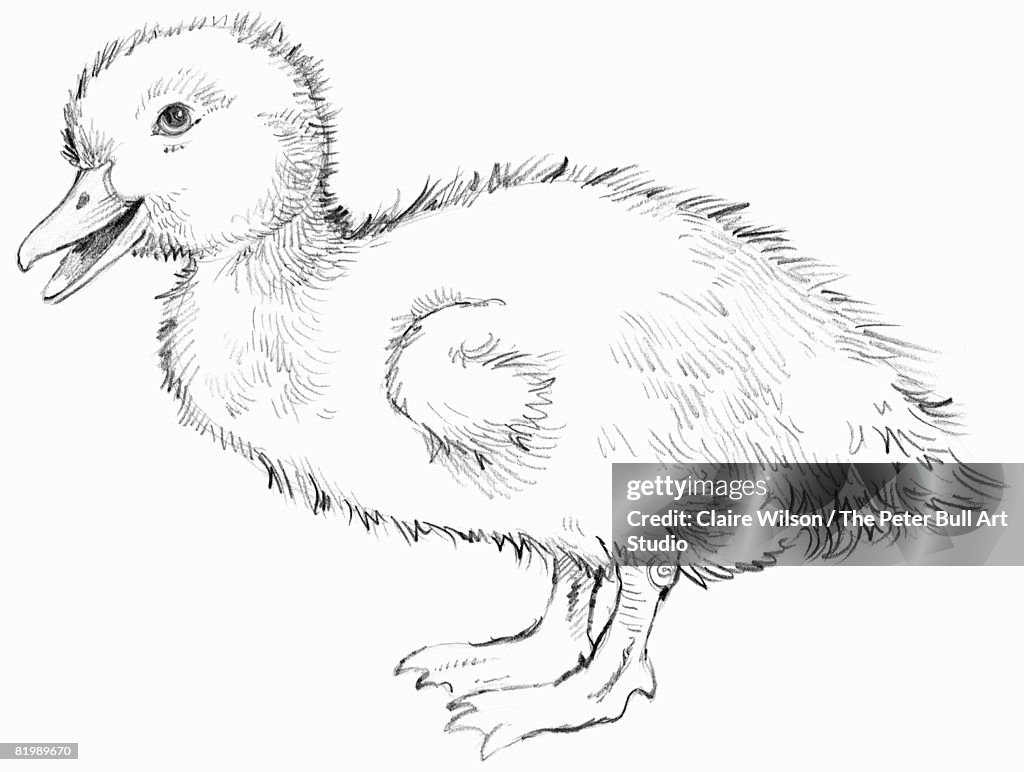 Drawing of a duckling, side view