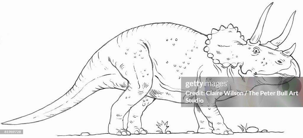 Line drawing of a Triceratops dinosaur