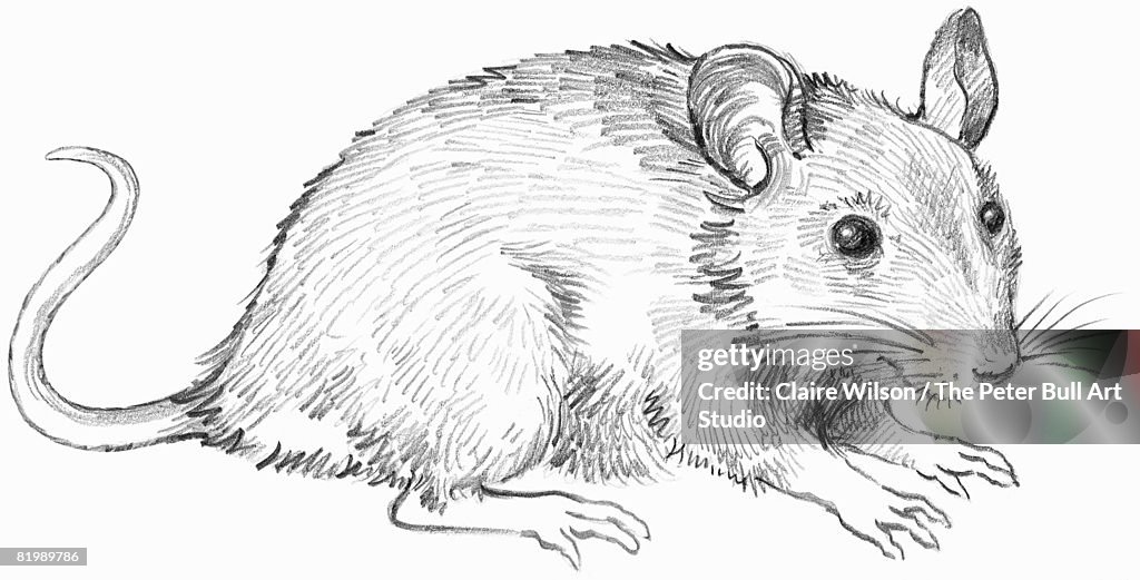Drawing of a mouse