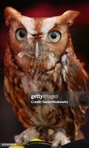 An owl at the "Getting Wild" event to benefit the Evelyn Alexander Wildlife Rescue Center at Centro Trattoria and Bar on July 20, 2017 in Hampton...