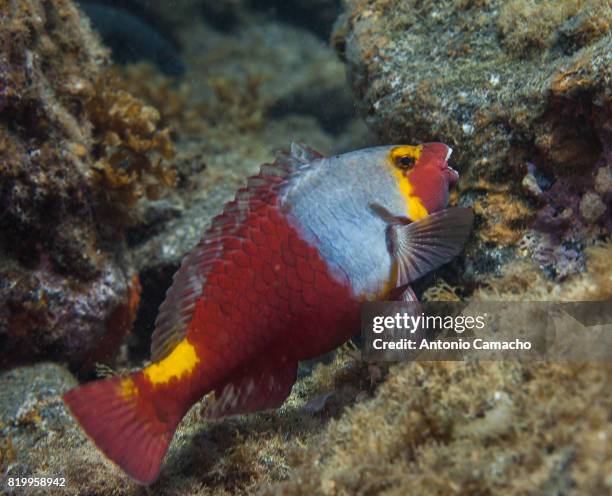 parrotfish - puerto naos stock pictures, royalty-free photos & images