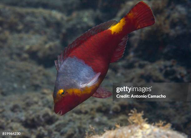 parrotfish - puerto naos stock pictures, royalty-free photos & images