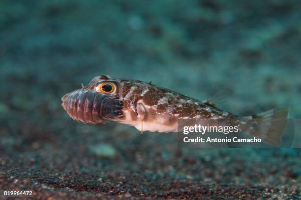 guinean puffer - puerto naos stock pictures, royalty-free photos & images