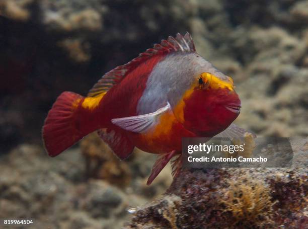 parrotfish - parrotfish fotografías e imágenes de stock