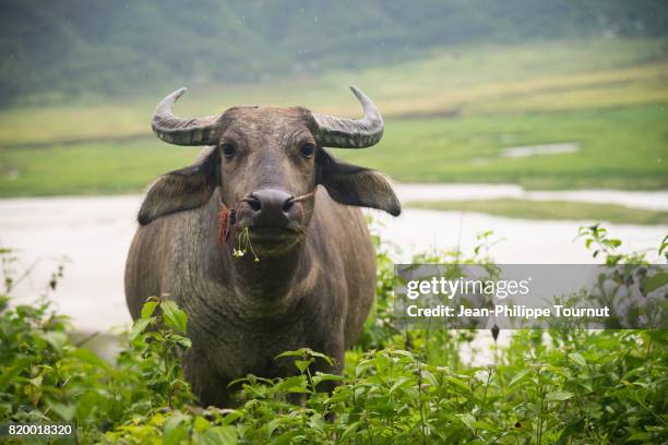 water buffalo with a flower in the mouth, northern vietnam, southeast asia - wasserbüffel stock-fotos und bilder