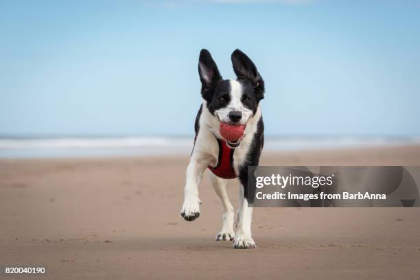 dog on the beach playing fetch with a ball - northumberland stock pictures, royalty-free photos & images
