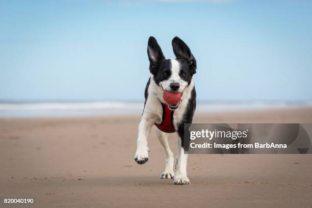 dog on the beach playing fetch with a ball - animal harness stock pictures, royalty-free photos & images