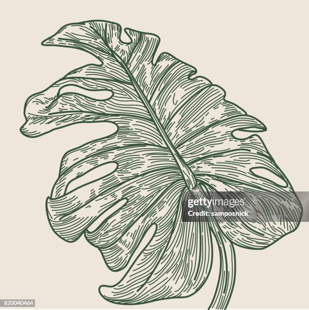 monstera leaf - isolated - monstera stock illustrations