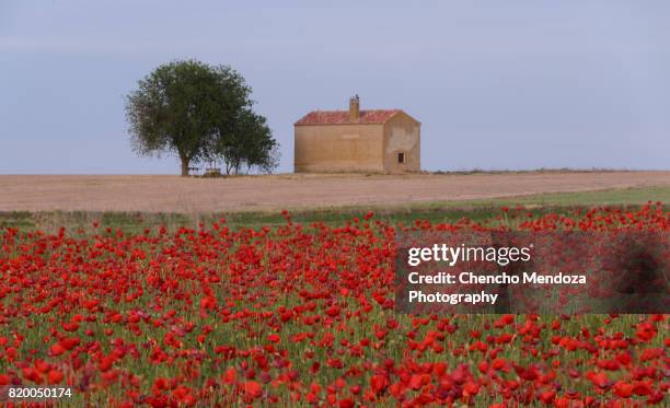 field of poppies - zamora stock-fotos und bilder