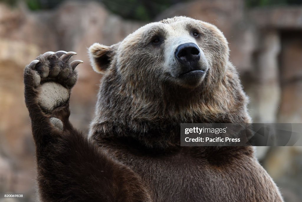 A Brown bear pictured waiting for food at Madrid zoo...