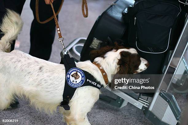 Springer spaniel sniffs baggage at the Terminal 3 building of Beijing Capital International Airport on July 20, 2008 in Beijing, China. Beijing...