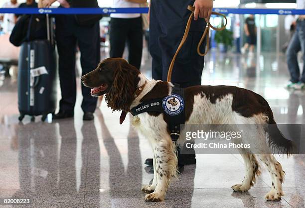 Security staff holds a springer spaniel at the Terminal 3 building of Beijing Capital International Airport on July 20, 2008 in Beijing, China....