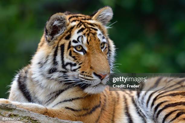 tiger cub - tiger eye stock pictures, royalty-free photos & images