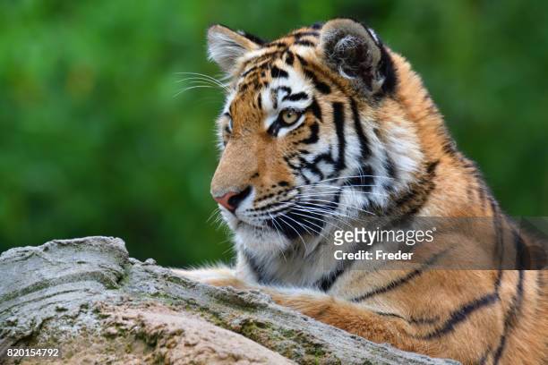 tiger cub - baby tiger stock pictures, royalty-free photos & images