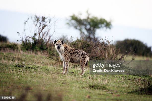 Spotted Hyena walkS through grassland on December 13, 2007 in the Masai Mara Game Reserve, Kenya.