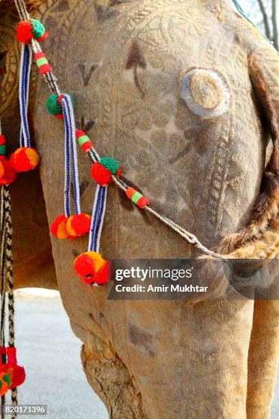 carving on camel skin - camel colored stock-fotos und bilder