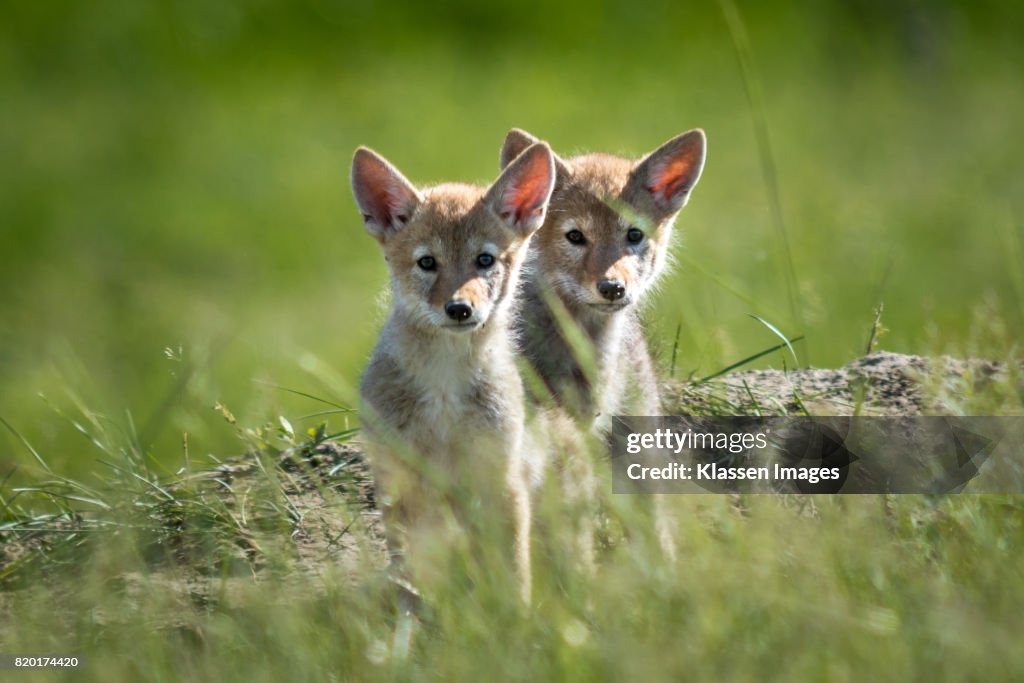 2 coyote pups