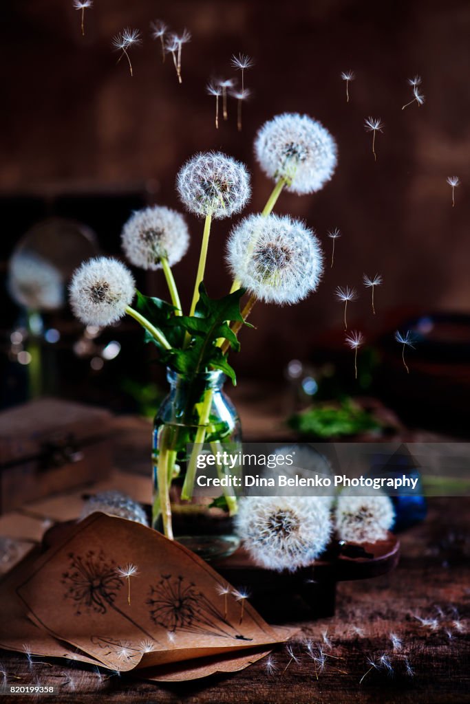 Summer still life with dandelion is a glass bottle, ink sketches and with flying seeds