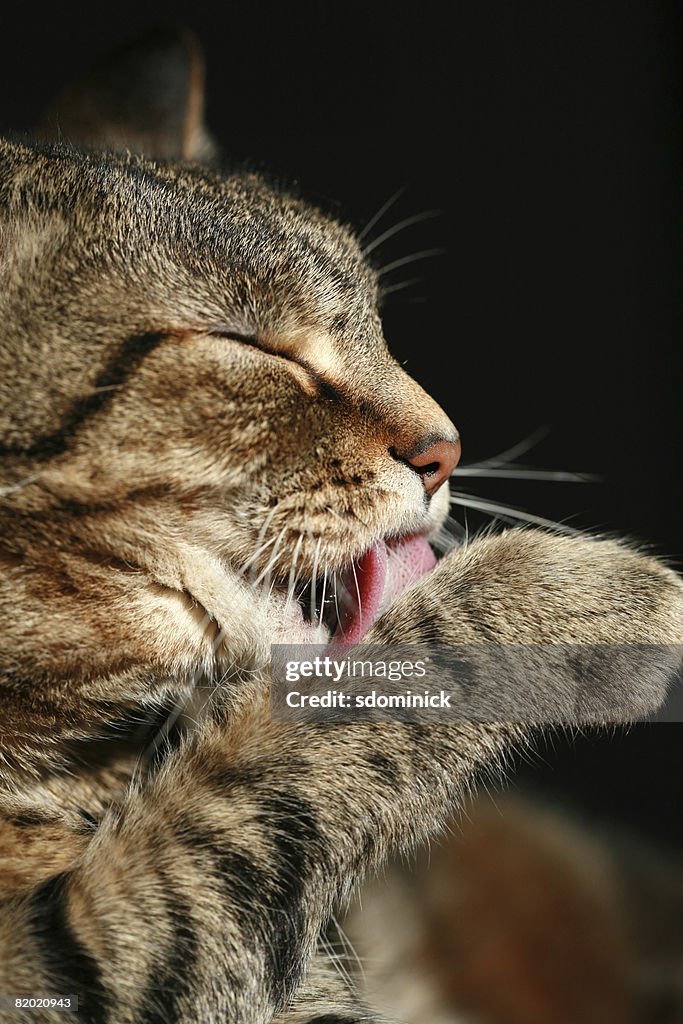 A tabby cat licking his paw.