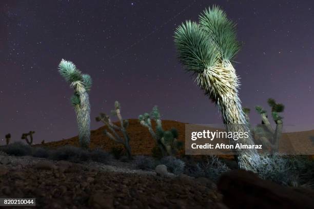 vegas joshua trees - área de protecção nacional red rock canyon imagens e fotografias de stock