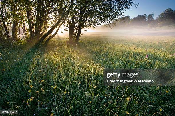 early morning - morning dew stockfoto's en -beelden