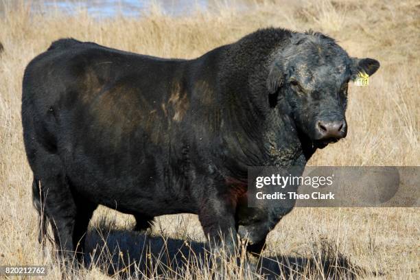 Clark Angus Ranch Angus Clark Photos and Premium High Res Pictures - Getty Images