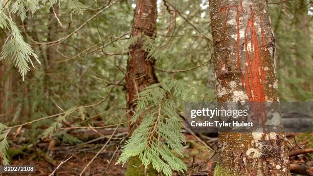 bear scratches claw marks territory 2 wet rainy cascade mountain oregon forest in spring - claw marks stock pictures, royalty-free photos & images