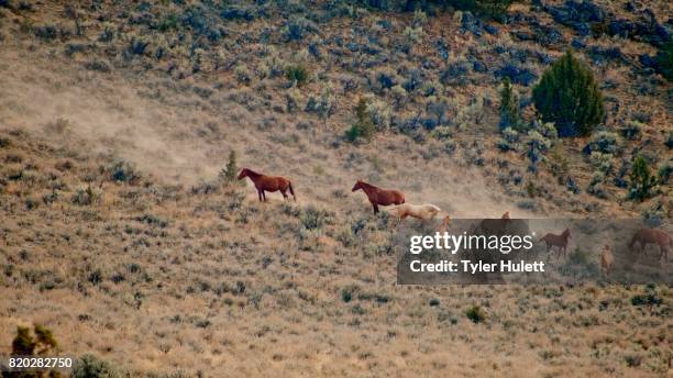 foals playing 3 wild horses steens mountain near malhuer wildlife refuge 6 - harney county stock pictures, royalty-free photos & images