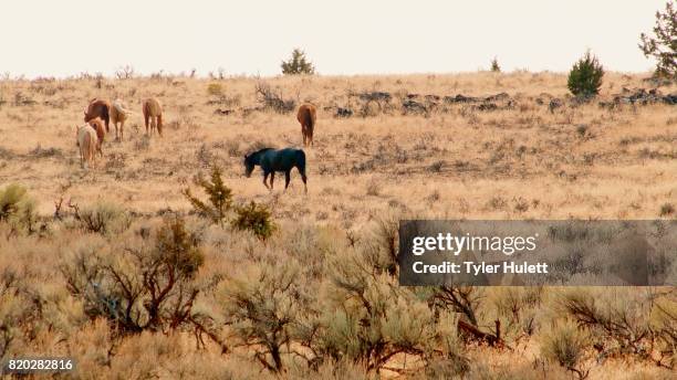 herd grazing 4 south steens hma migration wild horses steens mountain near malhuer wildlife refuge 17 - harney county stock pictures, royalty-free photos & images