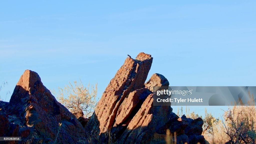 Desert lizard is king of rock Sagebrush Lizard Steens Mountain Near Malhuer Wildlife Refuge 1