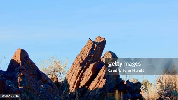 desert lizard is king of rock sagebrush lizard steens mountain near malhuer wildlife refuge 1 - harney county stock pictures, royalty-free photos & images