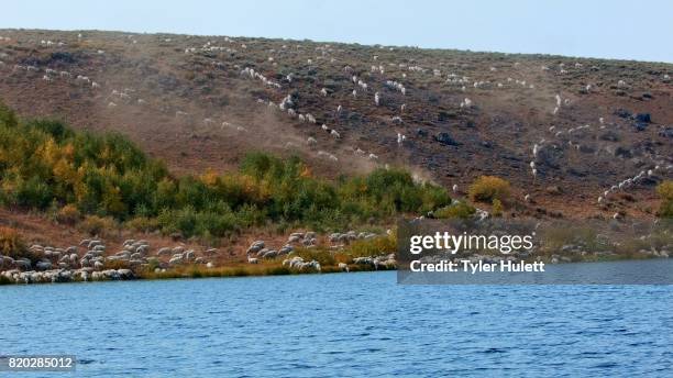 herding on open range wild west 3 sheep steens mountain near malhuer wildlife refuge 3 - harney county stock pictures, royalty-free photos & images