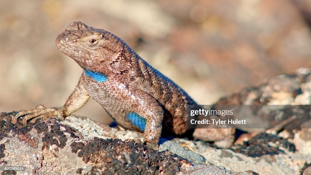 Macro bright colorful male Sagebrush Lizard Steens Mountain Near Malhuer Wildlife Refuge 3
