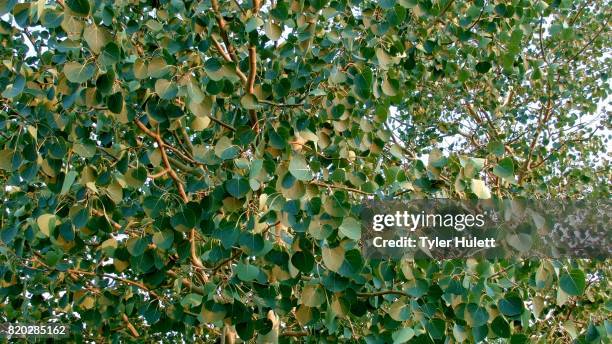 30 Rustling Leaves Stock Photos, High-Res Pictures, and Images - Getty ...
