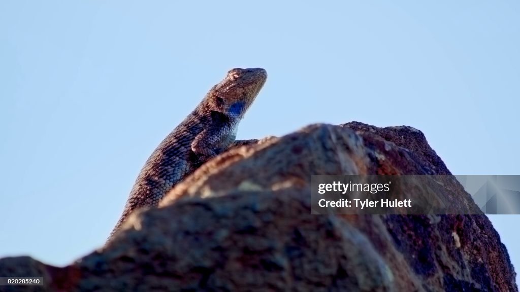 Desert lizard on top of rock Sagebrush Lizard Steens Mountain Near Malhuer Wildlife Refuge 2