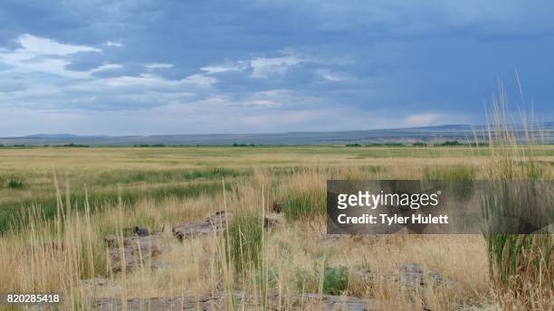 bundy malheur national wildlife refuge scenery - location of famous standoff oregon - harney county stock pictures, royalty-free photos & images