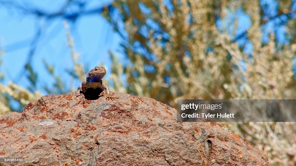 On rock Sagebrush Lizard Steens Mountain Near Malhuer Wildlife Refuge 5