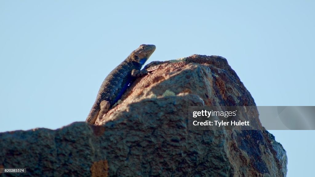 On side of rock Sagebrush Lizard Steens Mountain Near Malhuer Wildlife Refuge 6